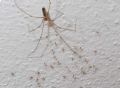 Pholcus Phalangioides